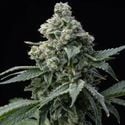 Bruce Banner (Barney's Farm) femminizzata