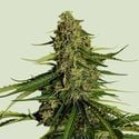 Gaia F1 Auto (Royal Queen Seeds) femminizzata