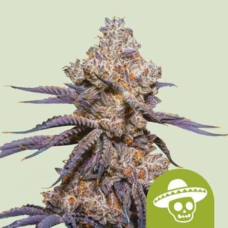 Mexican Rush Auto (Royal Queen Seeds) femminizzata