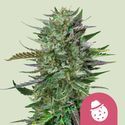 Do-Si-Dos (Royal Queen Seeds) femminizzata