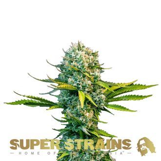 Next Of Kin (Super Strains) femminizzata