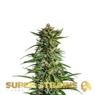 7th Wave (Super Strains) femminizzata