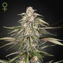 Super Bud (Greenhouse Seeds) femminizzata