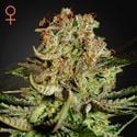 Super Critical (Greenhouse Seeds) femminizzata