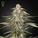 Green-O-Matic (Greenhouse Seeds) Femminizzata