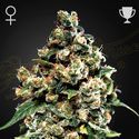 Jack Herer (Greenhouse Seeds) Femminizzata