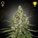 Super Lemon Haze (Greenhouse Seeds) femminizzata