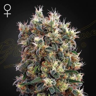 The Church (Greenhouse Seeds) femminizzata