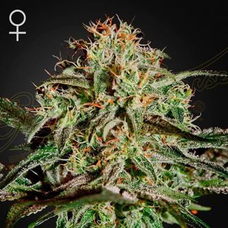 A.M.S. (Greenhouse Seeds) femminizzata