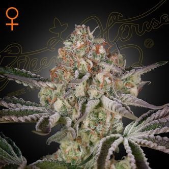 Great White Shark (Greenhouse Seeds) femminizzata