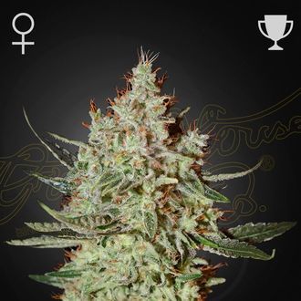 GH Cheese (Greenhouse Seeds) femminizzata