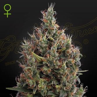 Big Bang Autoflowering (Greenhouse Seeds) femminizzata