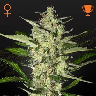 Flowerbomb Kush (Strain Hunters) femminizzata