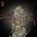 Money Maker (Strain Hunters) femminizzata