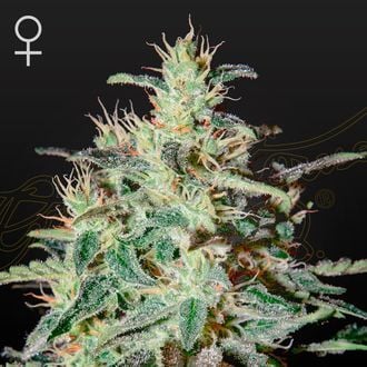 White Lemon (Strain Hunters) Femminizzata