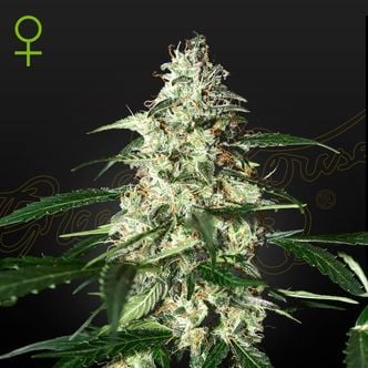 Skunk Autoflowering (Strain Hunters) femminizzata