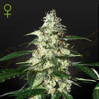 Skunk Autoflowering (Strain Hunters) femminizzata