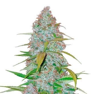 Californian Snow Auto (FastBuds) femminizzata