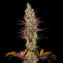 Blue Dream (Zamnesia Seeds) femminizzata