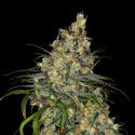 Blue Dream (Zamnesia Seeds) femminizzata