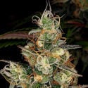 Blue Dream (Zamnesia Seeds) femminizzata