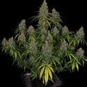 Choco Haze (Zamnesia Seeds) femminizzata