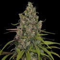 Choco Haze (Zamnesia Seeds) femminizzata