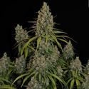 Choco Haze (Zamnesia Seeds) femminizzata