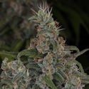 Choco Haze (Zamnesia Seeds) femminizzata