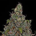 Choco Haze (Zamnesia Seeds) femminizzata