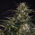 Northern Lights Automatic (Zamnesia Seeds) femminizzata