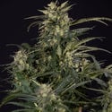 Northern Lights Automatic (Zamnesia Seeds) femminizzata