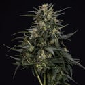 Northern Lights Automatic (Zamnesia Seeds) femminizzata