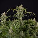 Northern Lights Automatic (Zamnesia Seeds) femminizzata