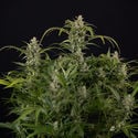 Northern Lights Automatic (Zamnesia Seeds) femminizzata