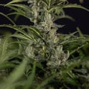 Northern Lights Automatic (Zamnesia Seeds) femminizzata