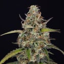 Sticky Beast Automatic (Zamnesia Seeds) Femminizzata