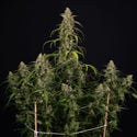 Sticky Beast Automatic (Zamnesia Seeds) Femminizzata