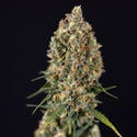 Sticky Beast Automatic (Zamnesia Seeds) Femminizzata