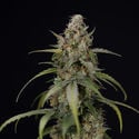 Sticky Beast Automatic (Zamnesia Seeds) Femminizzata