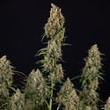 Sticky Beast Automatic (Zamnesia Seeds) Femminizzata