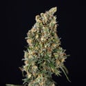 Sticky Beast Automatic (Zamnesia Seeds) Femminizzata