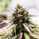 Amnesia Skunk Automatica (Zamnesia Seeds) femminizzata