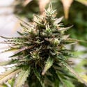 Amnesia Skunk Automatica (Zamnesia Seeds) femminizzata