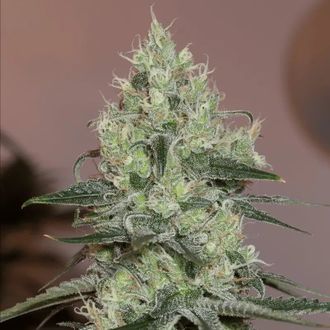 Original Amnesia (Silent Seeds) femminizzata