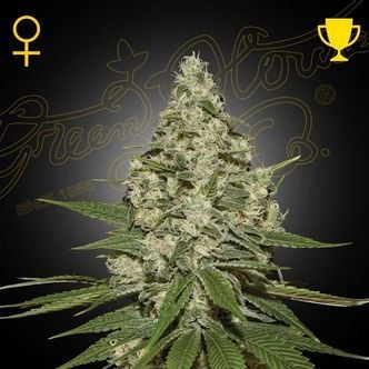 Super Lemon Haze Autofiorente (Greenhouse Seeds) femminizzata