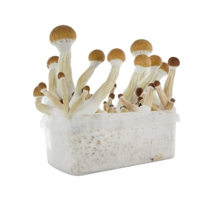 Fresh Mushrooms 'Golden Teacher