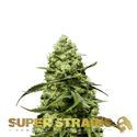 Turing Autofiorente (Super Strains) Femminizzata