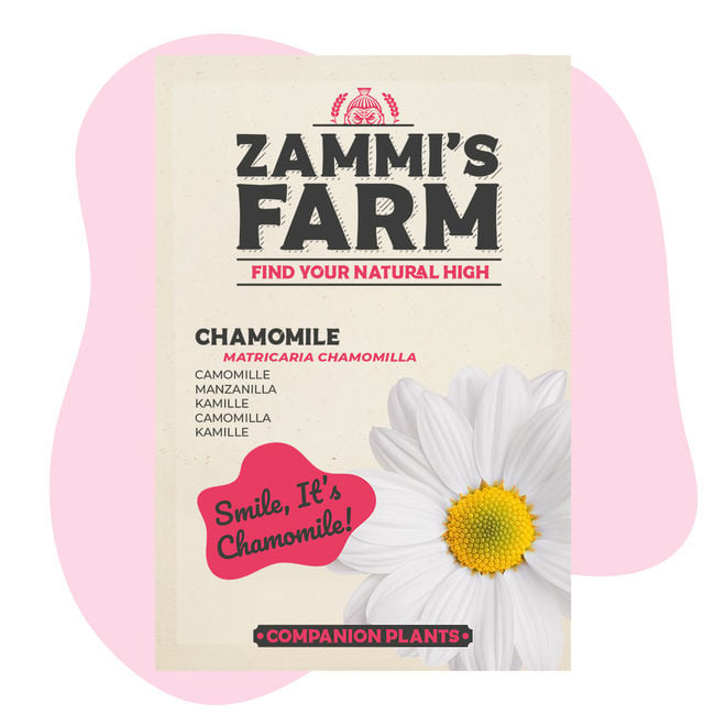 Camomilla (Matricaria chamomilla) Buddy Pack - Zamnesia