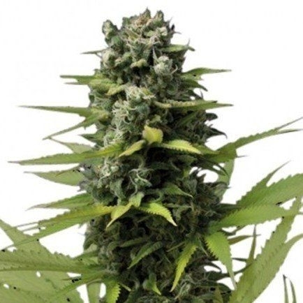 Come Conservare i Semi di Cannabis - Zativo